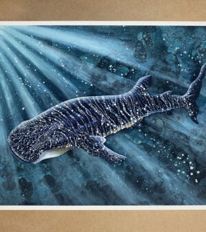 A4 Giclee Print - Whale Shark