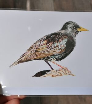 A6 Greeting Card - Starling
