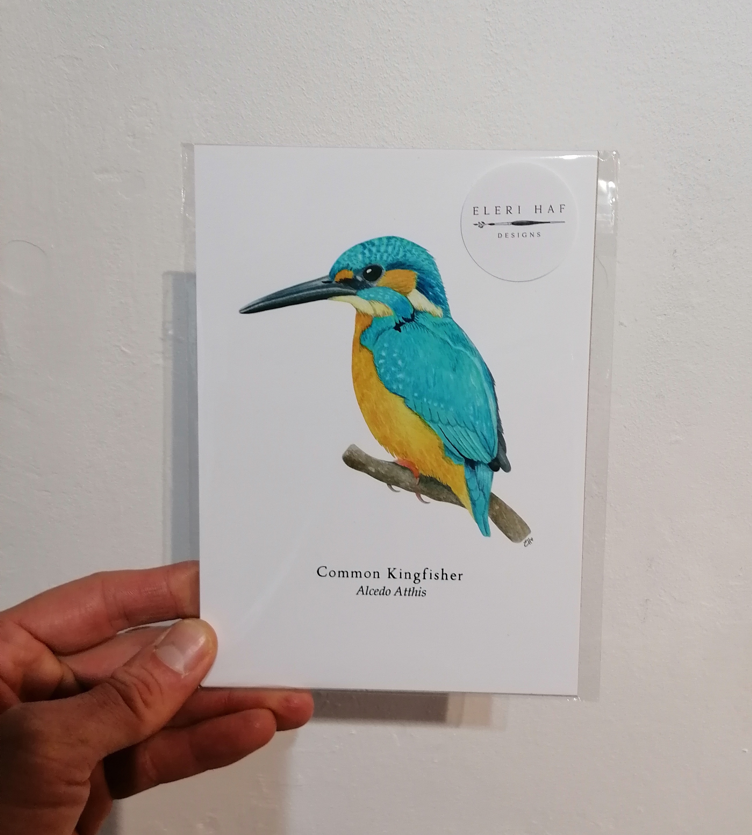 5"x 7" Print - Common Kingfisher (#P-CK-5x7)