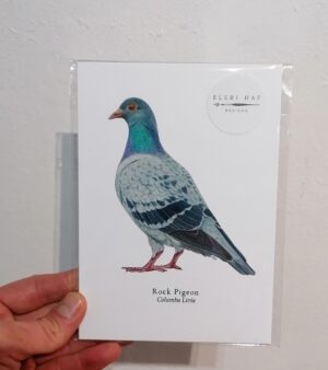5"x 7" Print - Rock Pigeon (#P-RP-5x7)