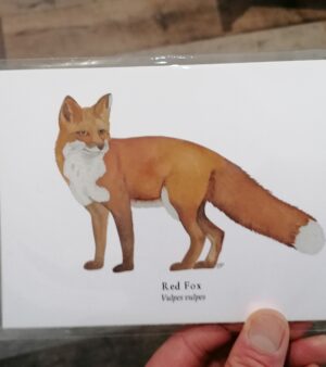 5"x 7" Print - Red Fox (#P-RF-5x7)