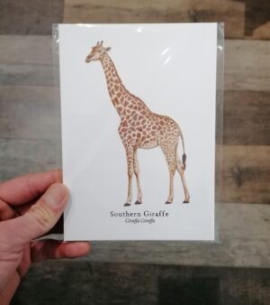 5"x 7" Print - Southern Giraffe (#P-G-5x7)