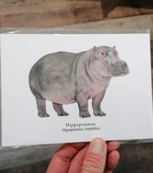 5"x 7" Print - Hippopotamus (#P-H-5x7)