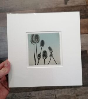 23cm x 23cm Limited Edition Mounted Etching - Teasels