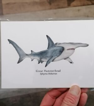 5"x 7" Print - Great Hammerhead (#P-GH-5x7)