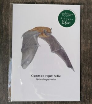 5"x 7" Print - Common Pipistrelle (#P-CP-5x7)