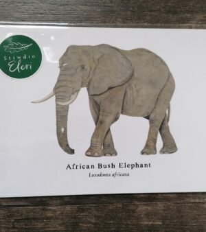 5"x 7" Print - African Bush Elephant (#P-ABE-5x7)