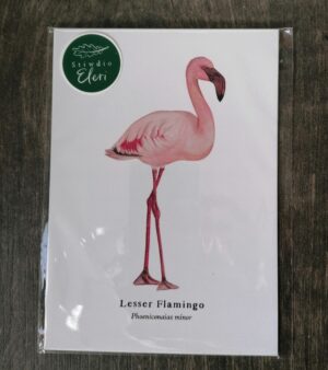 5"x 7" Print - Lesser Flamingo (#P-LF-5x7)