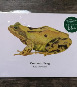 5"x 7" Print - Common Frog (#P-CF-5x7)