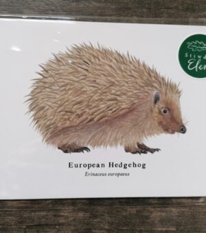 5"x 7" Print - European Hedgehog (#P-EH-5x7)