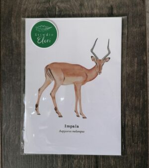 5"x 7" Print - Impala (#P-I-5x7)