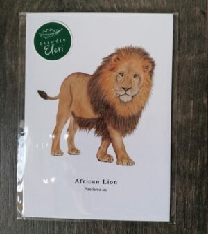 5"x 7" Print - African Lion (#P-AL-5x7)