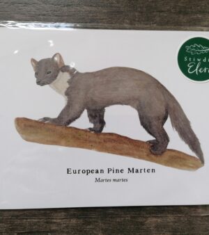 5"x 7" Print - European Pine Marten (#P-EPM-5x7)