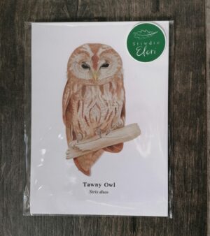 5"x 7" Print - Tawny Owl (#P-TO-5x7)