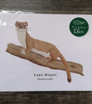 5"x 7" Print - Least Weasel (#P-LW-5x7)
